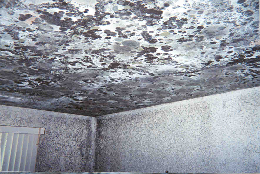 Miami Mold Remediation