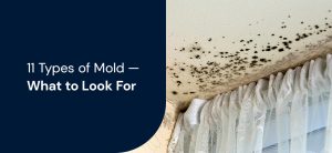 mold from water damage growing on ceiling